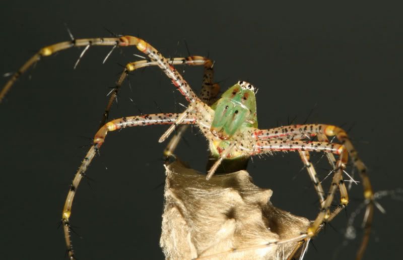 IMAGE: http://img.photobucket.com/albums/v500/scooterhd69/speckledspidermail.jpg