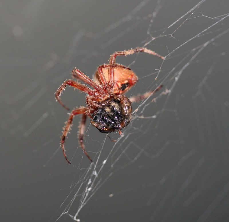 IMAGE: http://img.photobucket.com/albums/v500/scooterhd69/spiderdinner.jpg