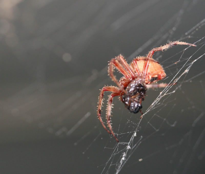 IMAGE: http://img.photobucket.com/albums/v500/scooterhd69/spiderdinner2.jpg