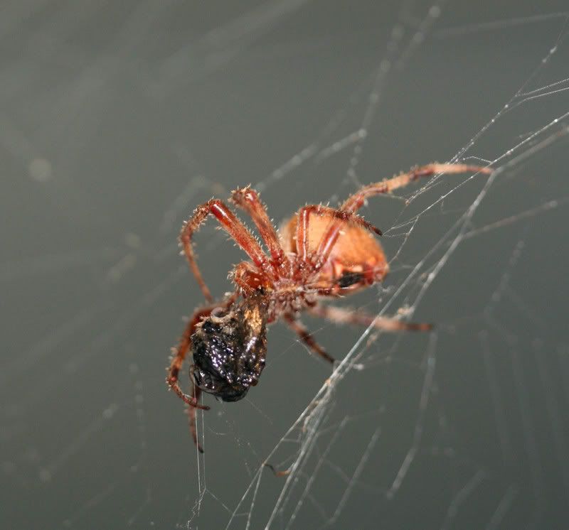 IMAGE: http://img.photobucket.com/albums/v500/scooterhd69/spiderdinner3.jpg
