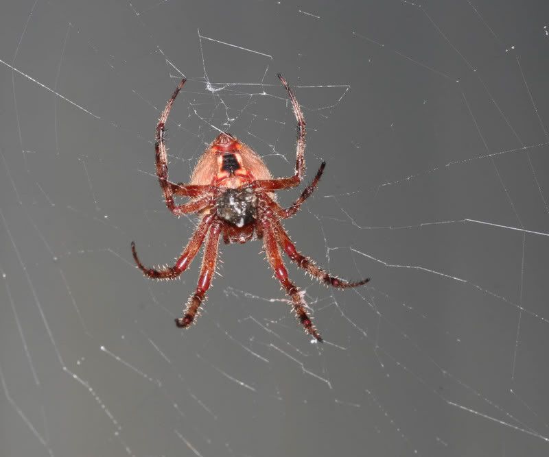 IMAGE: http://img.photobucket.com/albums/v500/scooterhd69/spiderdinner6.jpg