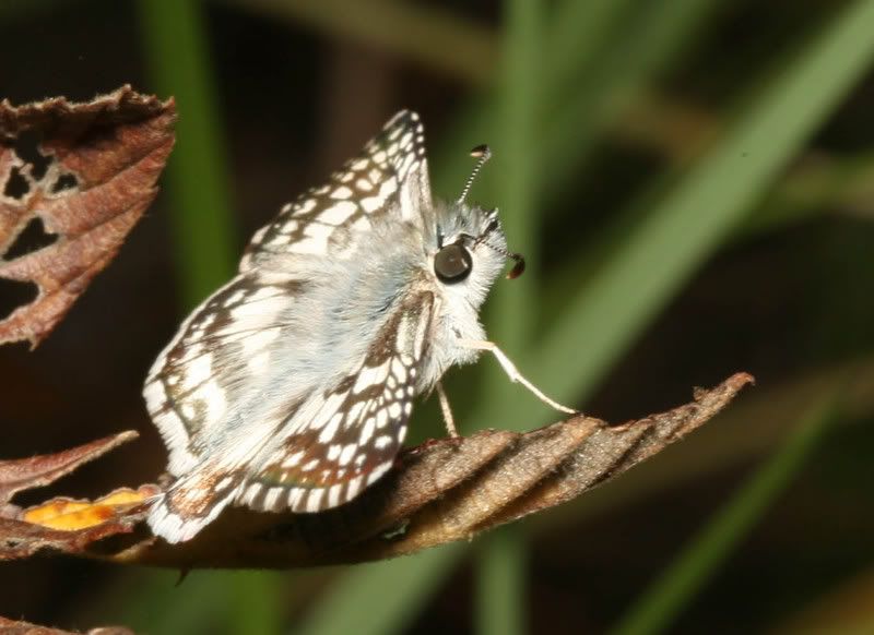 IMAGE: http://img.photobucket.com/albums/v500/scooterhd69/warmingup.jpg