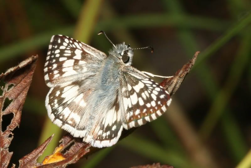 IMAGE: http://img.photobucket.com/albums/v500/scooterhd69/warmingup2.jpg