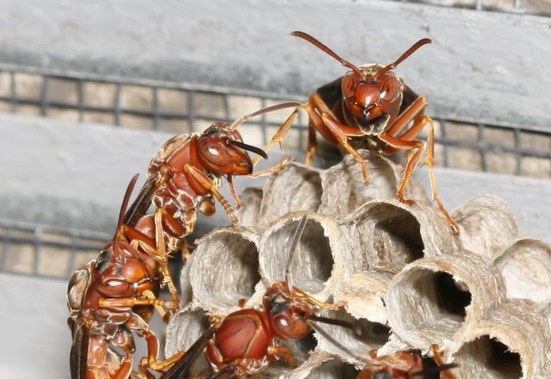 IMAGE: http://img.photobucket.com/albums/v500/scooterhd69/wasps5.jpg