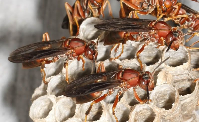 IMAGE: http://img.photobucket.com/albums/v500/scooterhd69/wasps7.jpg