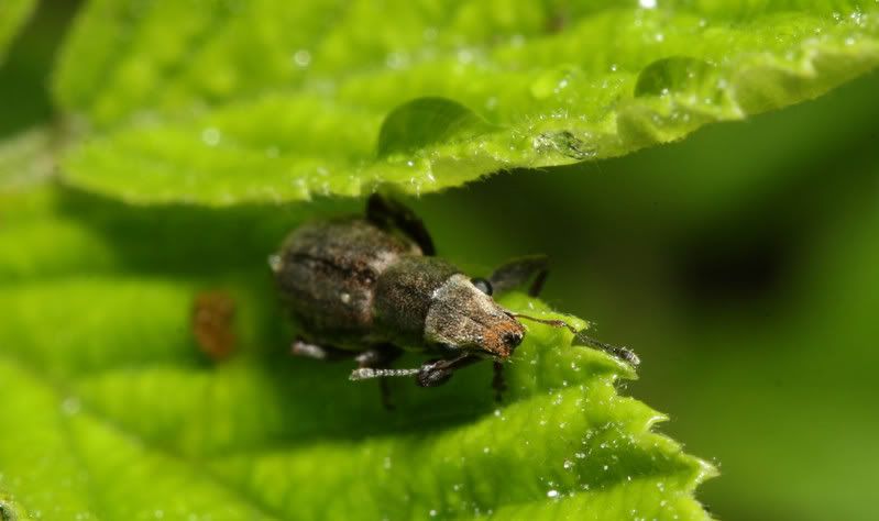 IMAGE: http://img.photobucket.com/albums/v500/scooterhd69/weevil.jpg