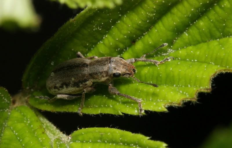 IMAGE: http://img.photobucket.com/albums/v500/scooterhd69/weevil2.jpg