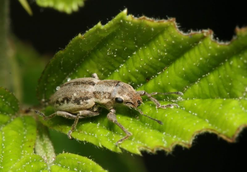 IMAGE: http://img.photobucket.com/albums/v500/scooterhd69/weevil3.jpg