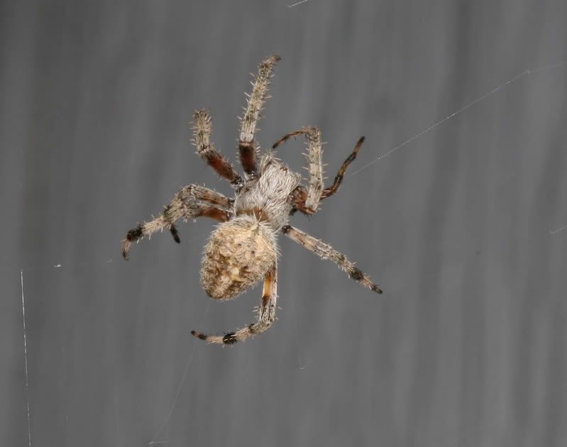 IMAGE: http://img.photobucket.com/albums/v500/scooterhd69/wheresdinner.jpg