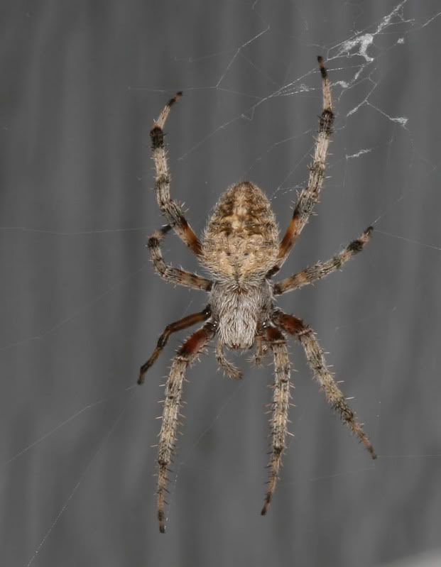 IMAGE: http://img.photobucket.com/albums/v500/scooterhd69/wheresdinner3.jpg