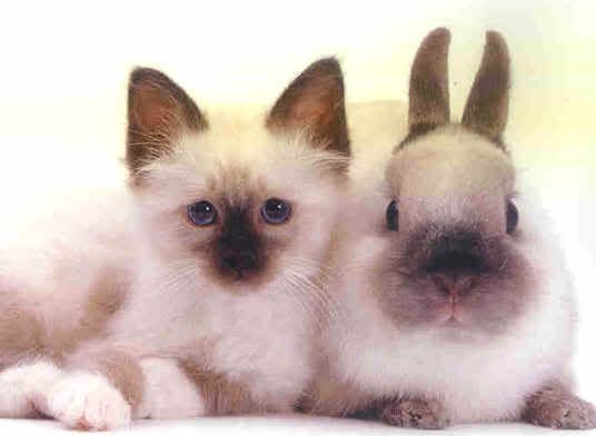 bunnies and kittens. hate unnies and kittens.