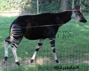  photo tripokapi_zpseaddf8ee.jpg