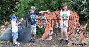  photo triptiger_zps928ea362.jpg