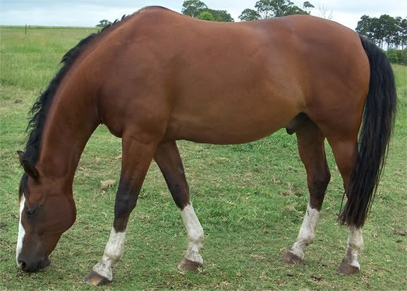 markings on horse. horses socks