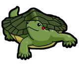 turtle00.jpg