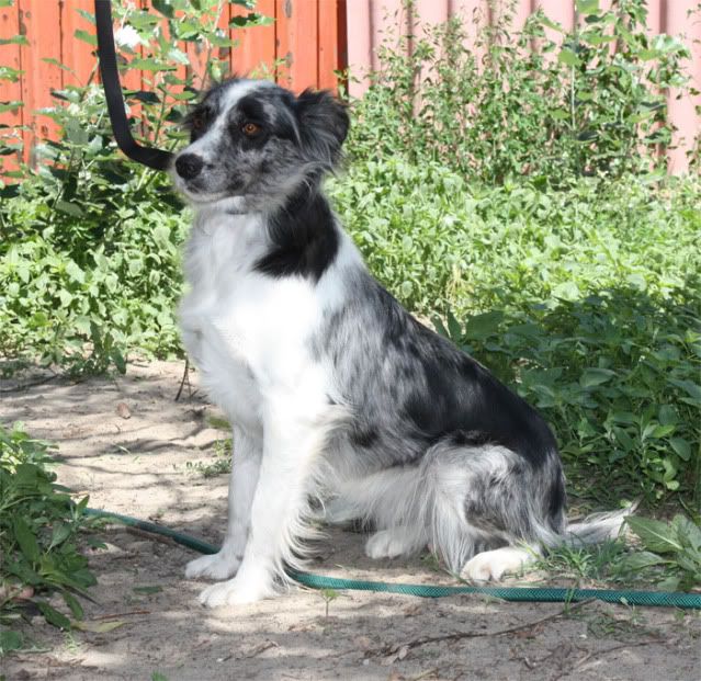 Panka04.jpg