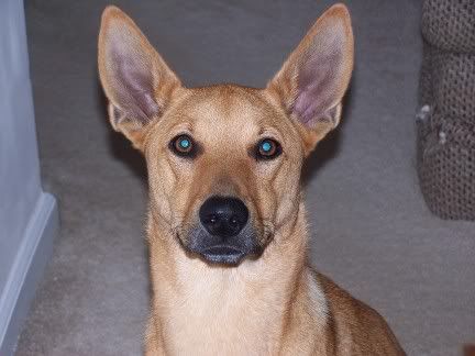 American Dingo Dog