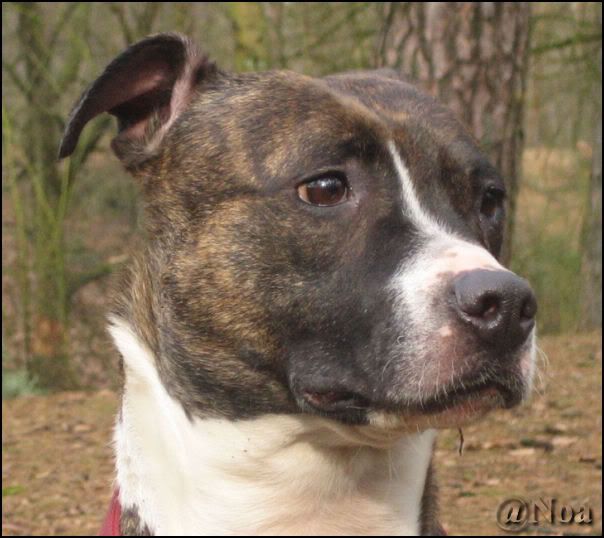 [img width=587 height=523]http://img.photobucket.com/albums/v504/Monica_knuppeltje/190206.jpg[/img]