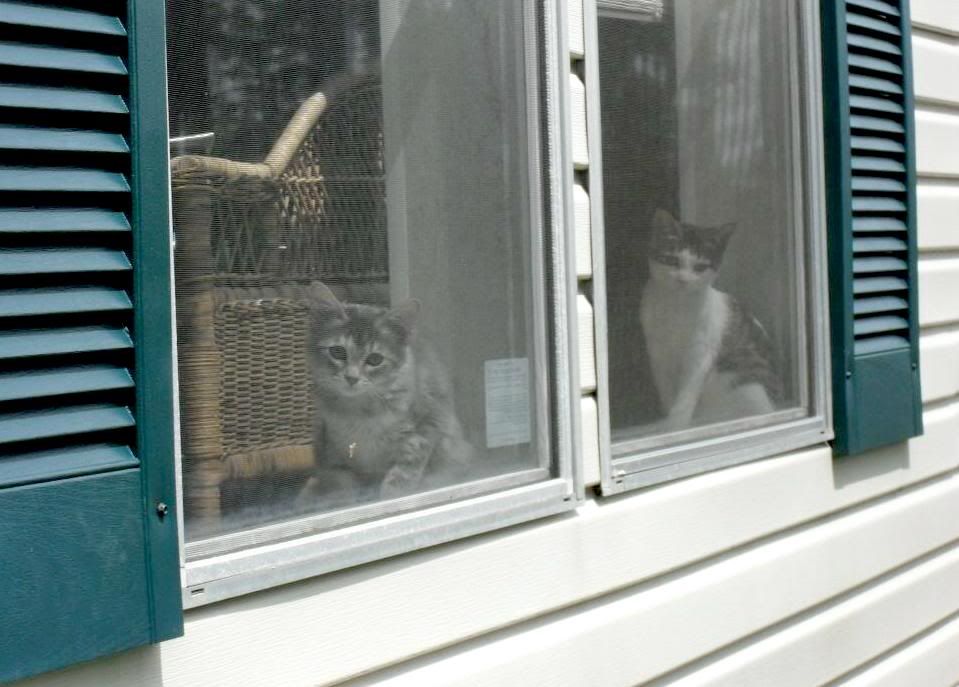 kittywindow.jpg picture by helensharvest