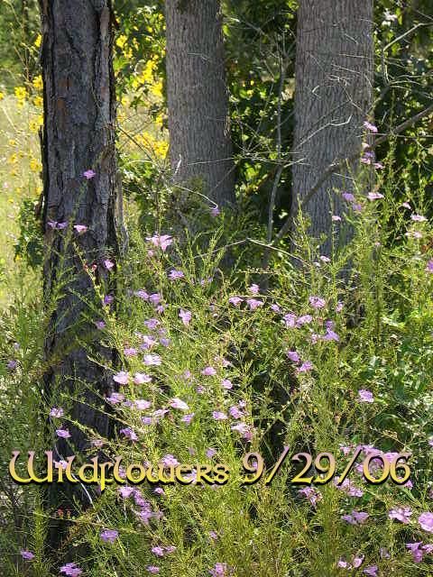 WILDFLOWERS1.jpg picture by helensharvest