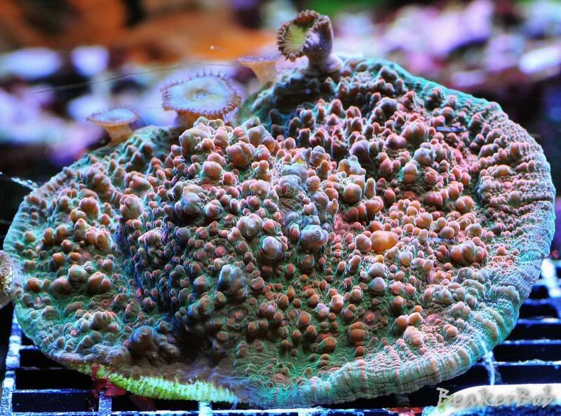 MMMC DSC 2415 - What are you bringing to the MMMC swap on 1/31?