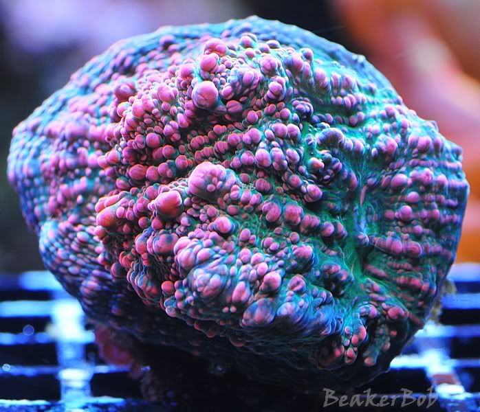 MMMC DSC 2416 - What are you bringing to the MMMC swap on 1/31?