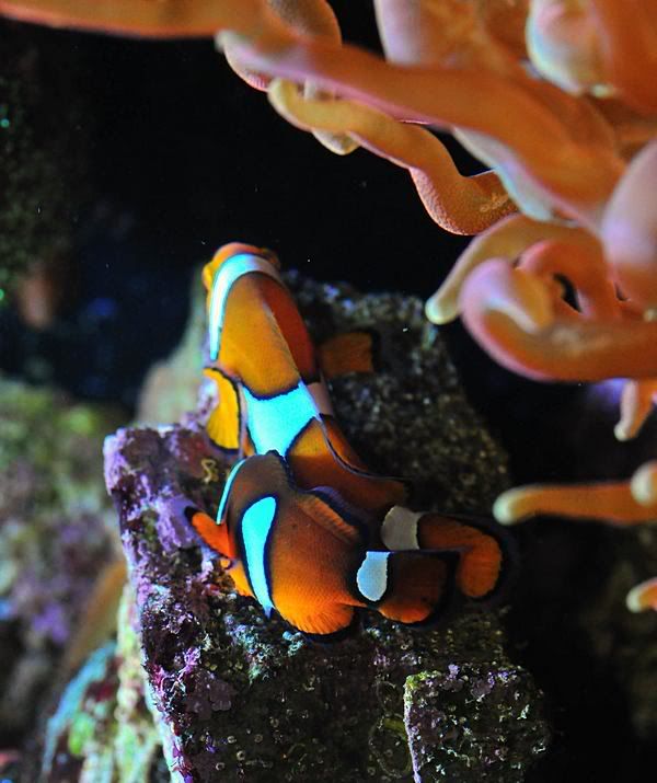 MMMC DSC 1884 - What are you bringing to the MMMC swap on 1/31?