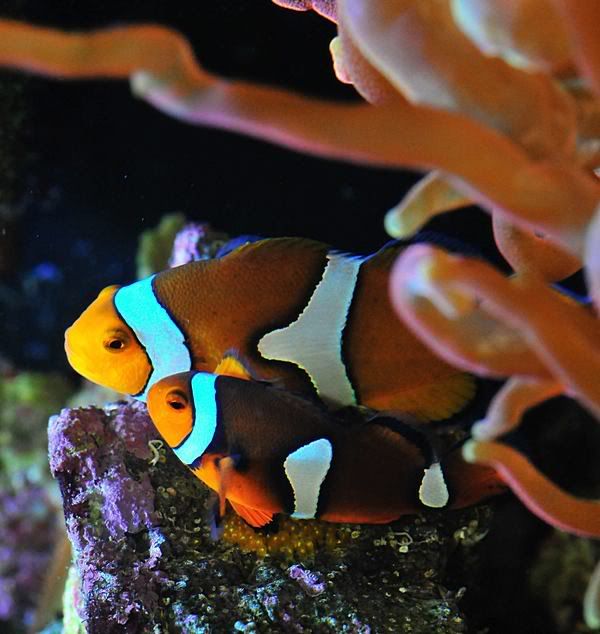 MMMC DSC 1923 - What are you bringing to the MMMC swap on 1/31?