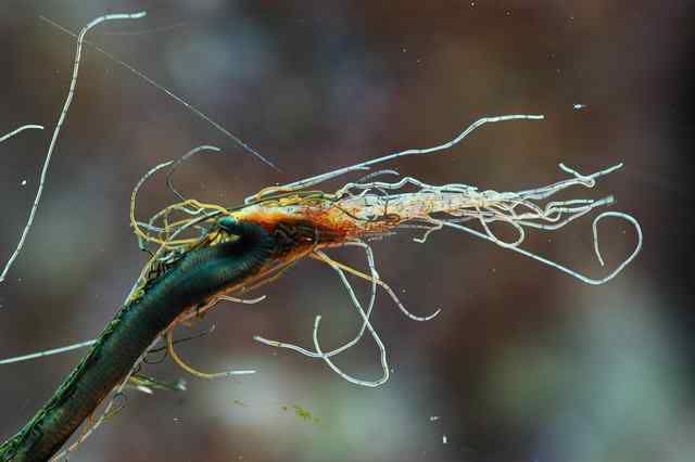 2 SpawningSpagettiworms 9 - Spawning Spaghetti worm
