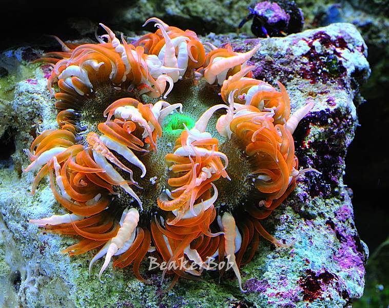 DSC 4219b - Anemone Photo Contest - prize provided by Aquascapers