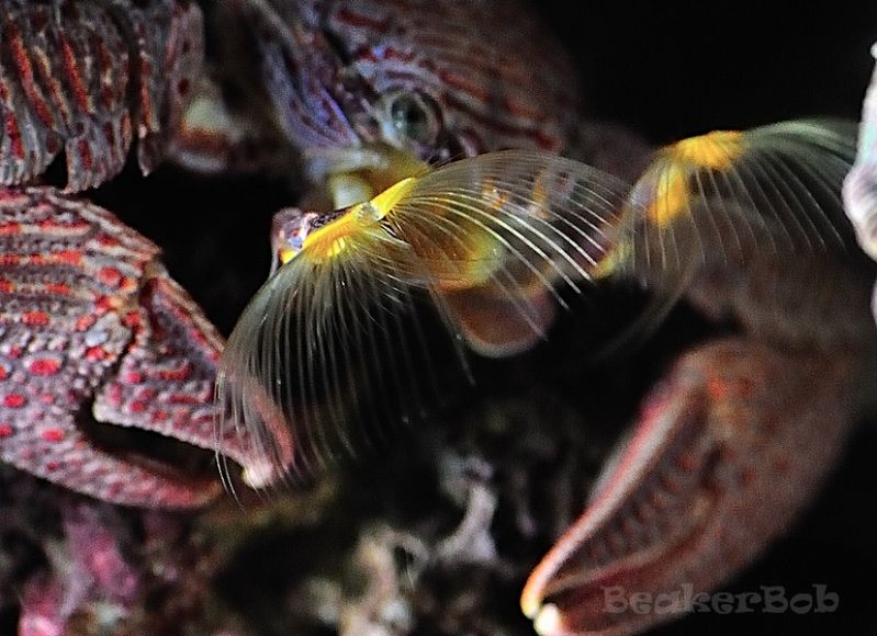 DSC 8304a - Porcelain Crab