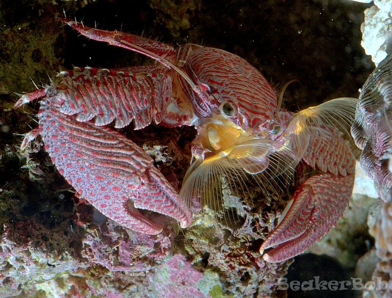 DSC 8309b - Porcelain Crab