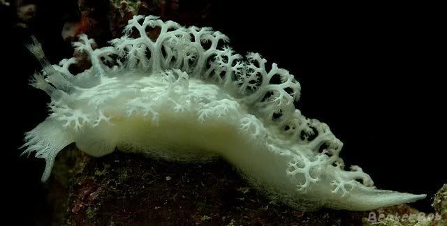 MR DSC 6535 - Tritoniopsis elegans nudibranch
