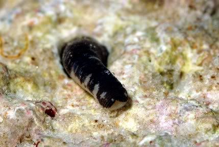 PeanutWorm DSC 1458a - Peanut Worms (Sipunculans)
