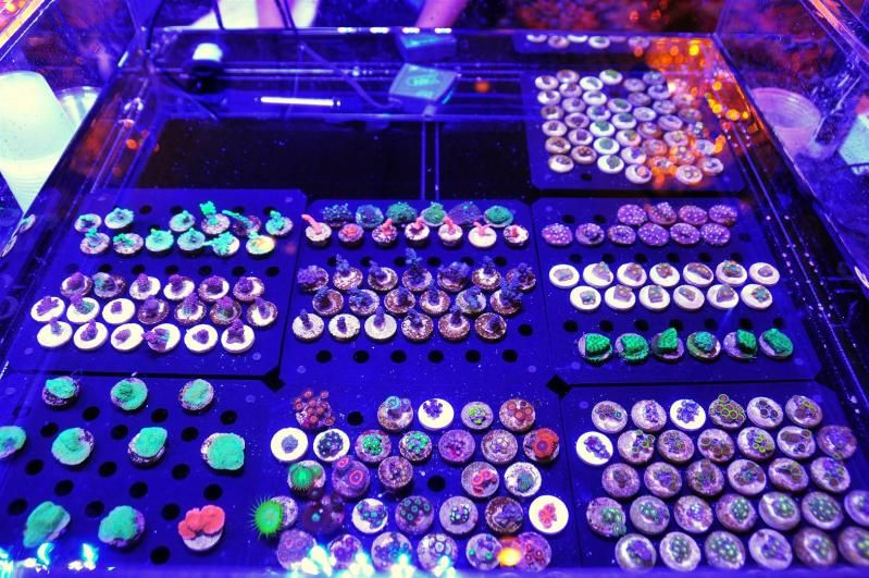 GAA 1002Large - Michigan's Largest Coral Swap!  - Lansing, MI (Jan. 27, 2013)