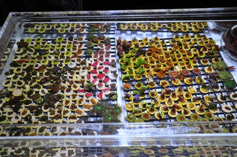 GAA 1007Large - Michigan's Largest Coral Swap!  - Lansing, MI (Jan. 27, 2013)
