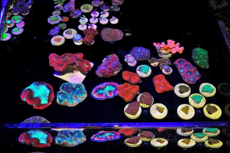 GAA 1009Large - Michigan's Largest Coral Swap!  - Lansing, MI (Jan. 27, 2013)