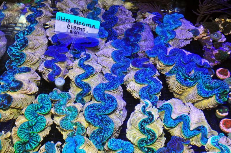 GAA 1013Large - Michigan's Largest Coral Swap!  - Lansing, MI (Jan. 27, 2013)