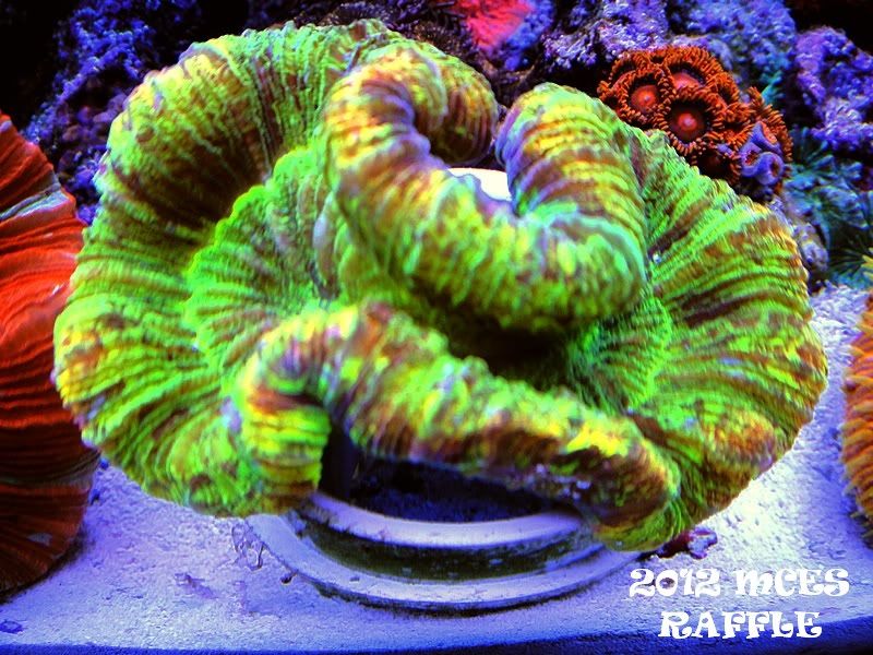 1DSC009142 - 2012 Michigan Coral Expo and Swap Raffle