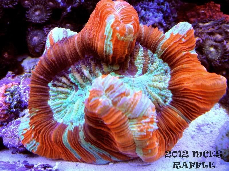 1DSC00915 - 2012 Michigan Coral Expo and Swap Raffle