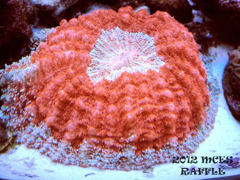 1SCOLY - 2012 Michigan Coral Expo and Swap Raffle