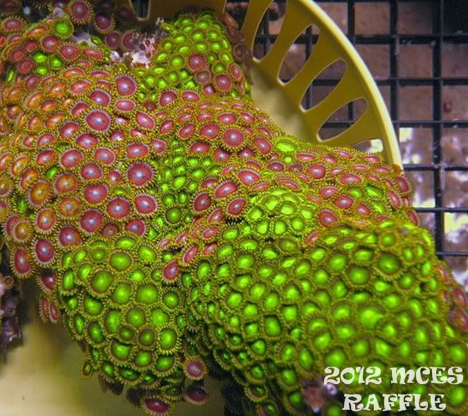 zoa1 - 2012 Michigan Coral Expo and Swap Raffle