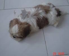 Image hosted by Photobucket.com