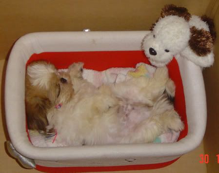 Image hosted by Photobucket.com