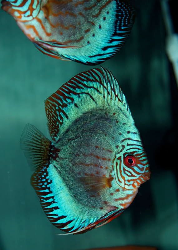 Golden Emperor Discus