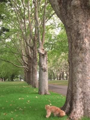 Carlton Gardens 2