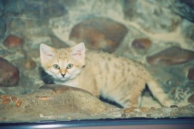 sand_cat_2.jpg