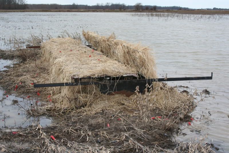 camo'ing bean field pit tops Refuge Forums