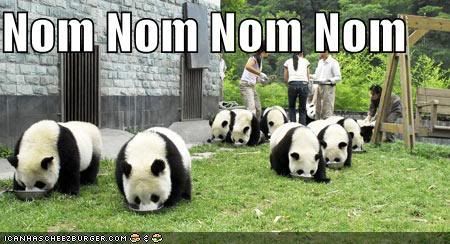 funny-pictures-pandas-eating-noms.jpg