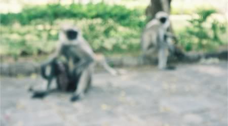 blurry monkeys